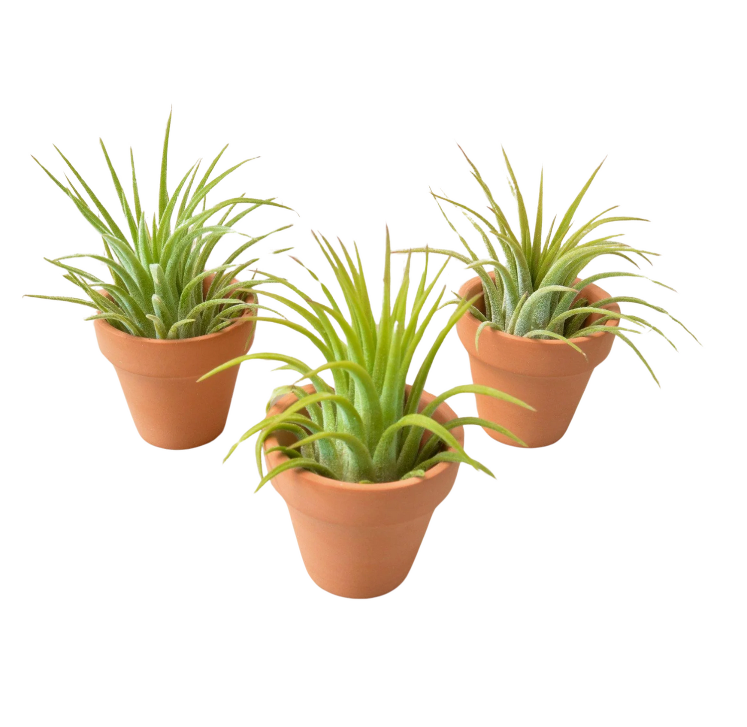 Air Plants