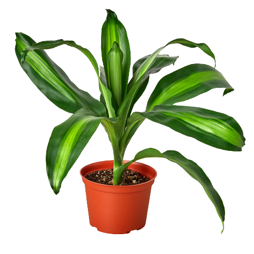 Dracaena Massangeana