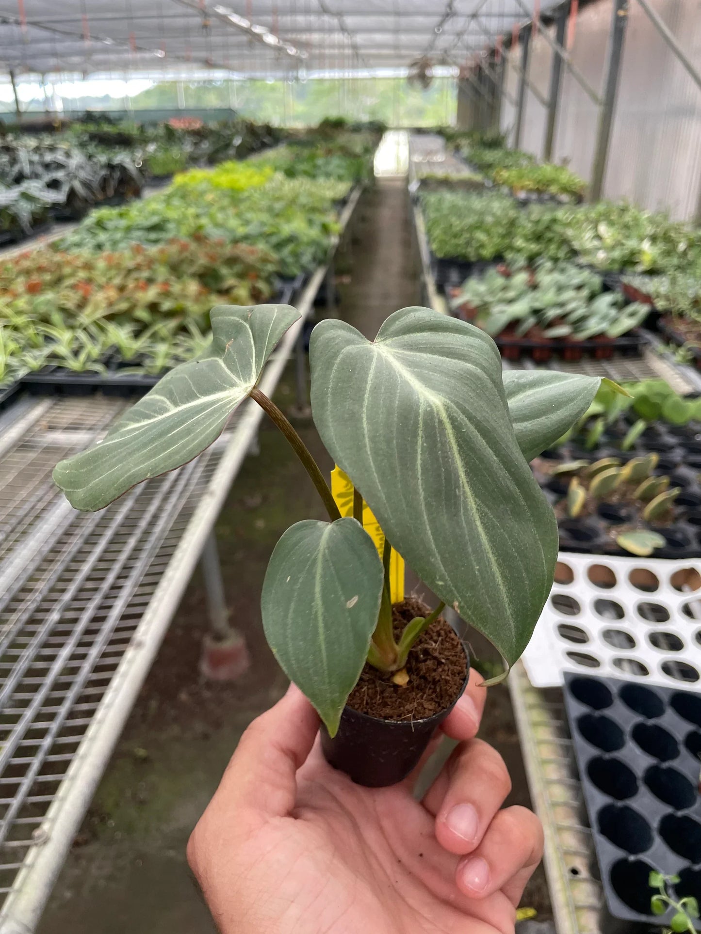 Philodendron Gloriosum 'Zebra'