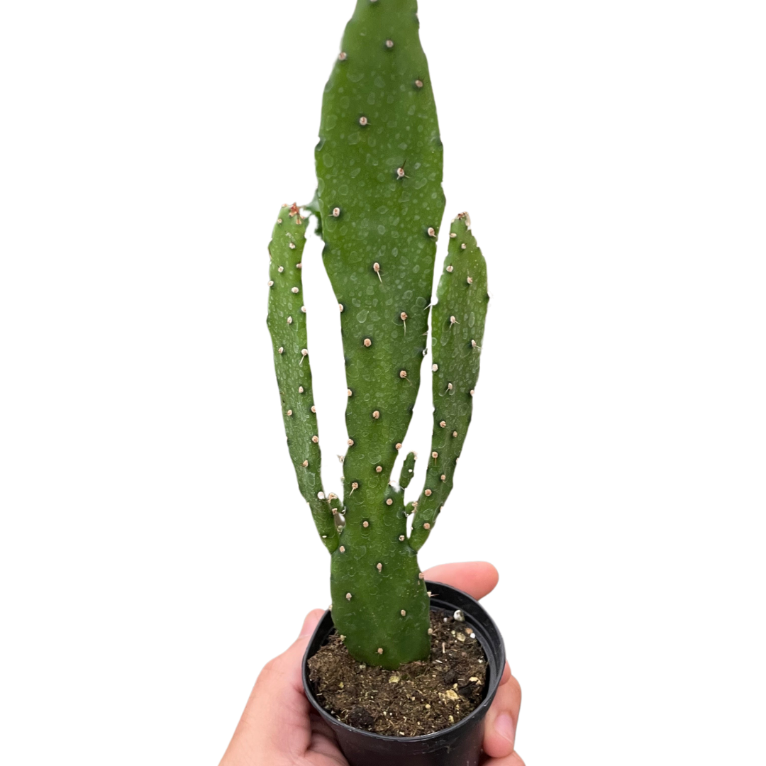 Drooping Prickly Pear Cactus