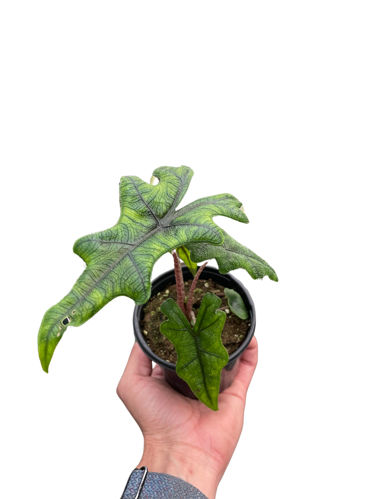 Alocasia 'Jacklyn'