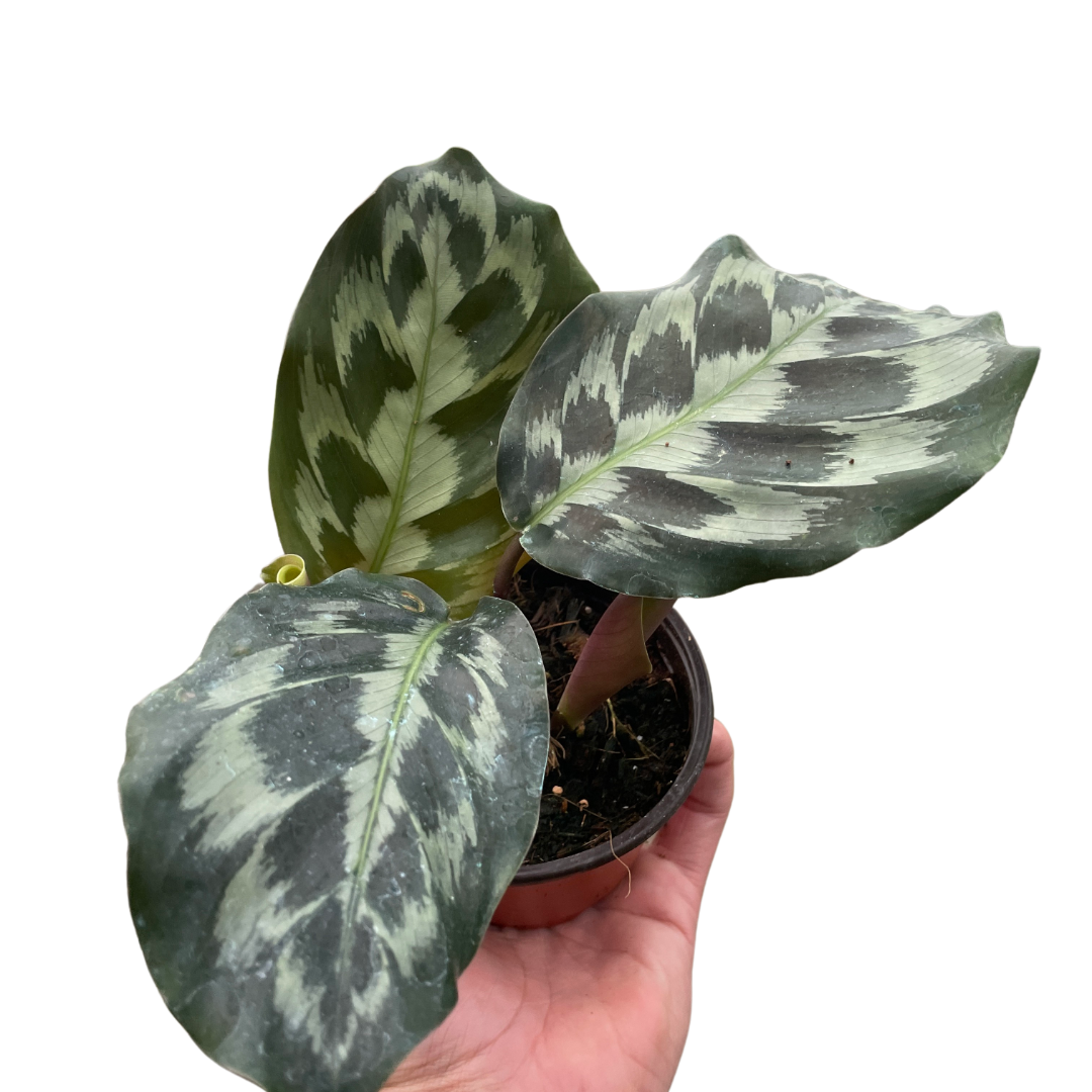 Calathea 'Kennedy'