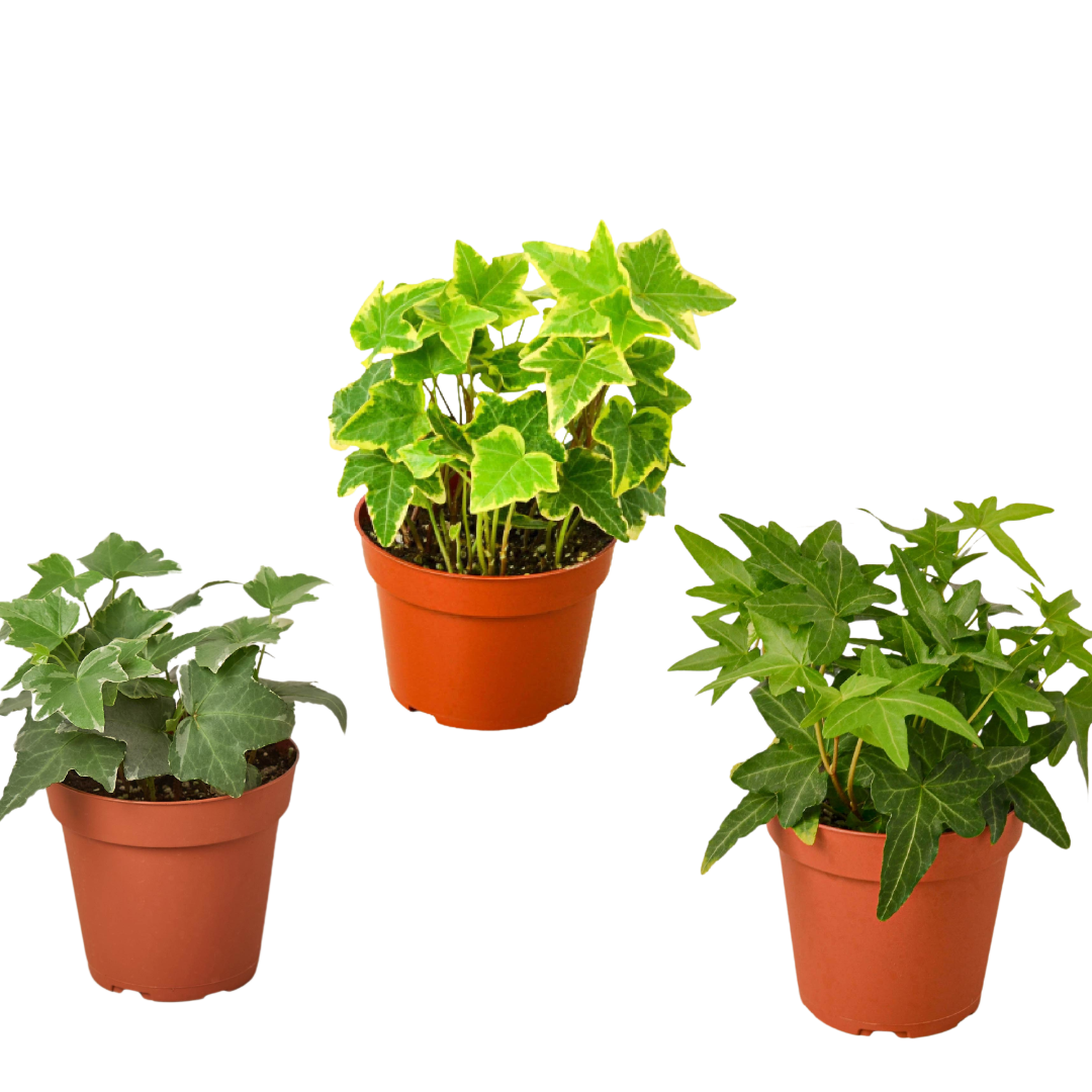 3 Different English Ivy Plants - 4" Pot - Live House Plant