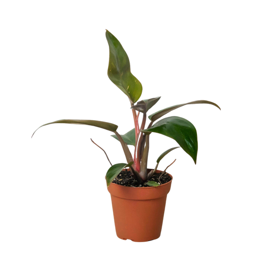 Philodendron 'Birkin Pink'