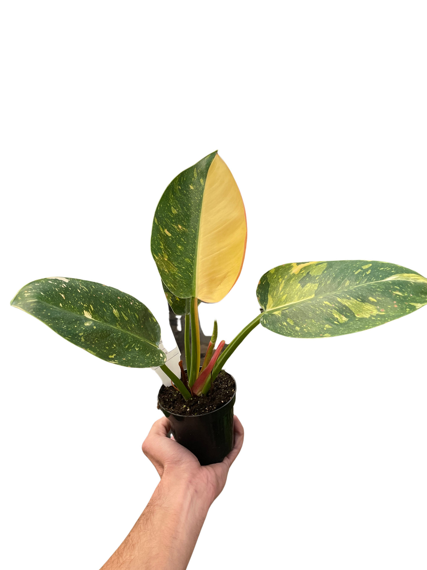 Philodendron 'Congo Green Variegated'