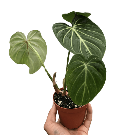 Philodendron Gloriosum 'Zebra'