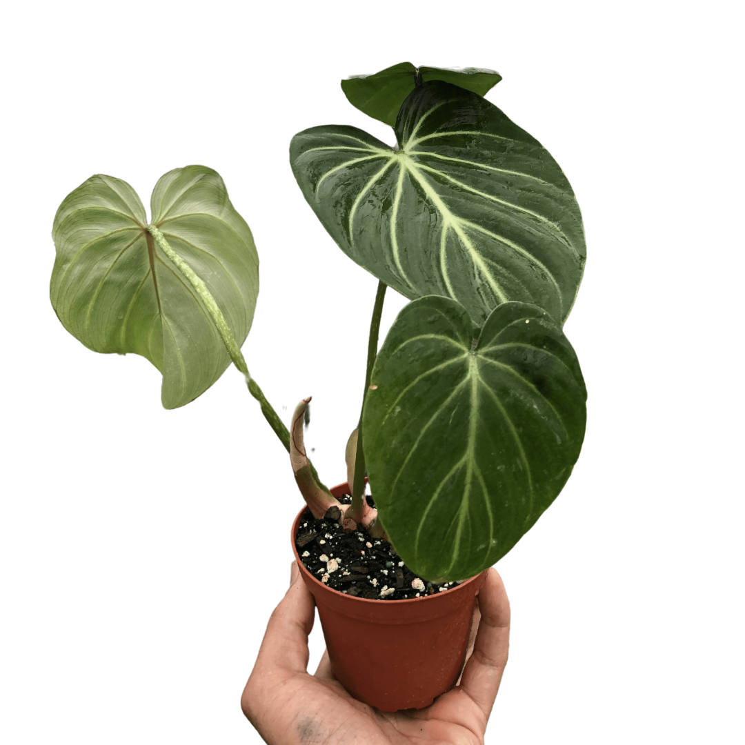 Philodendron Gloriosum 'Zebra'