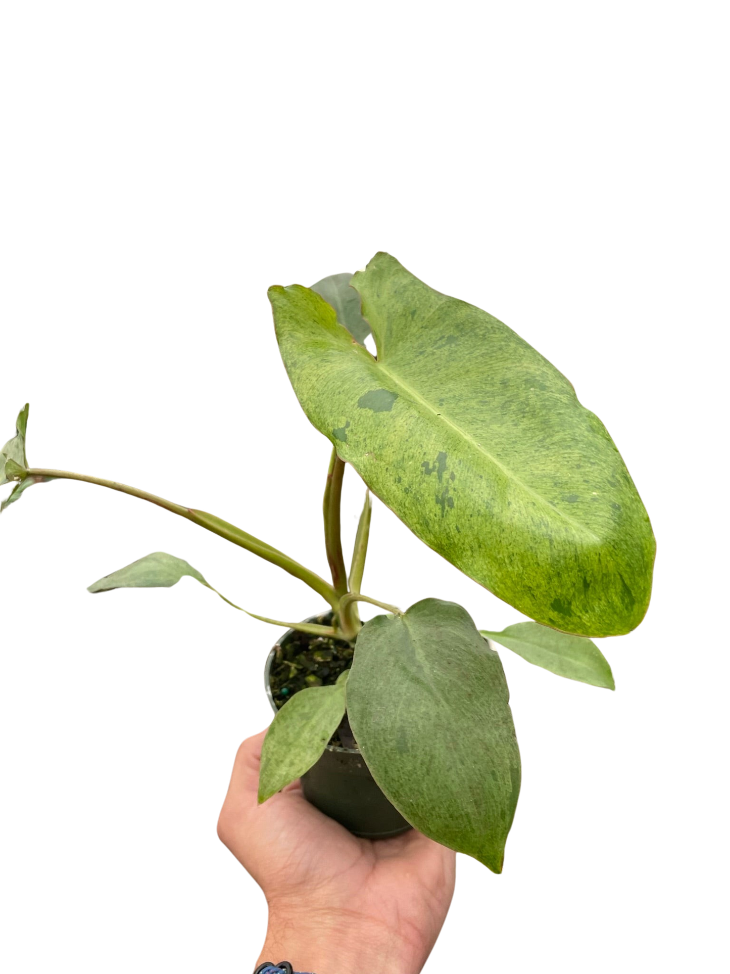 Philodendron 'Paraiso Verde'