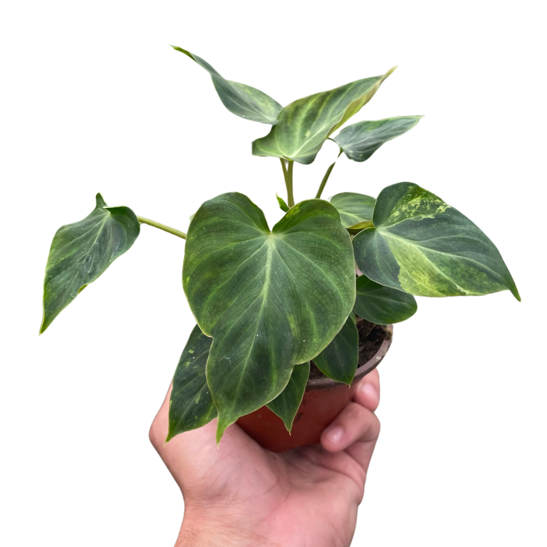 Philodendron 'Verrucosum'