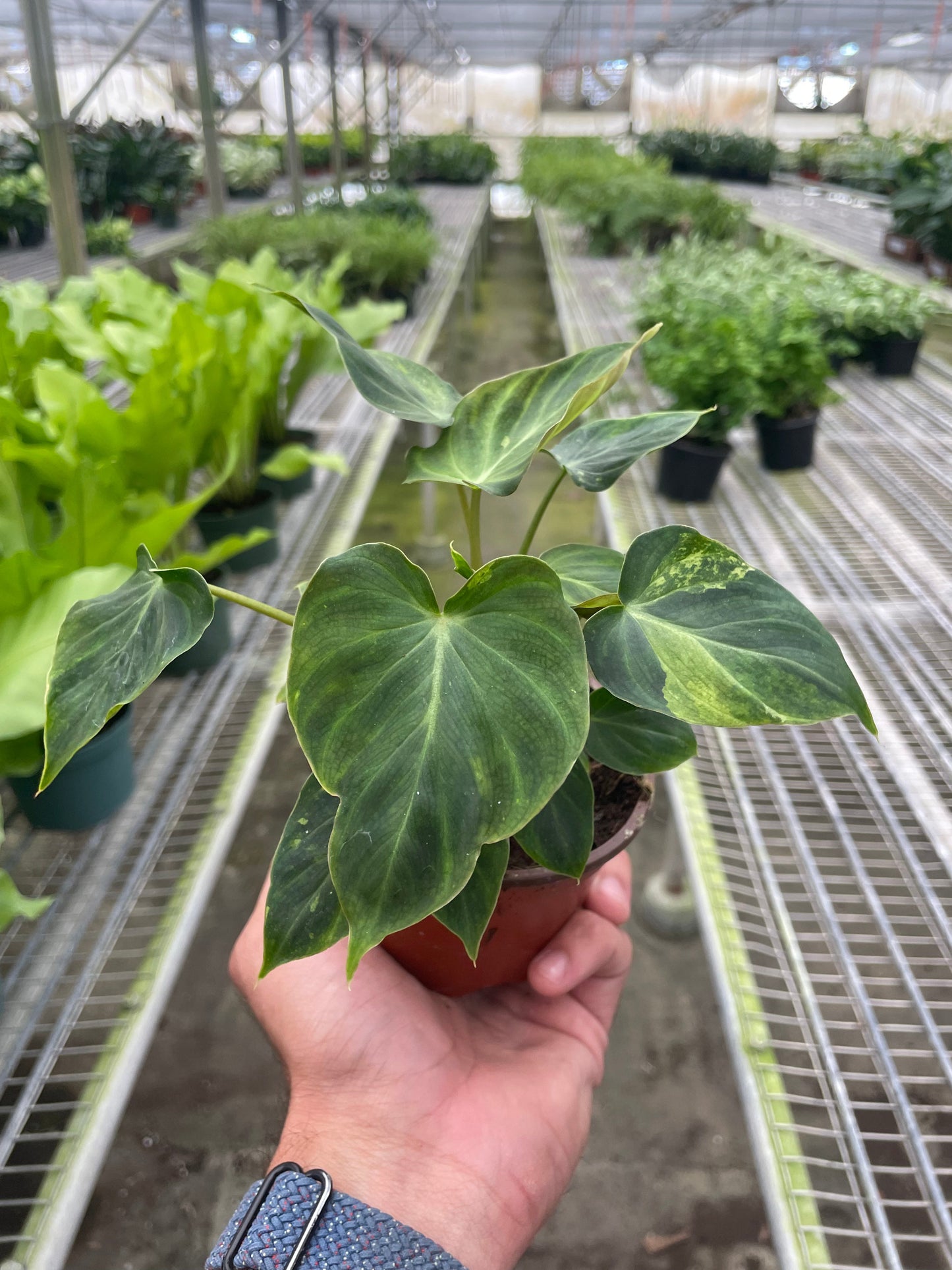 Philodendron 'Verrucosum'