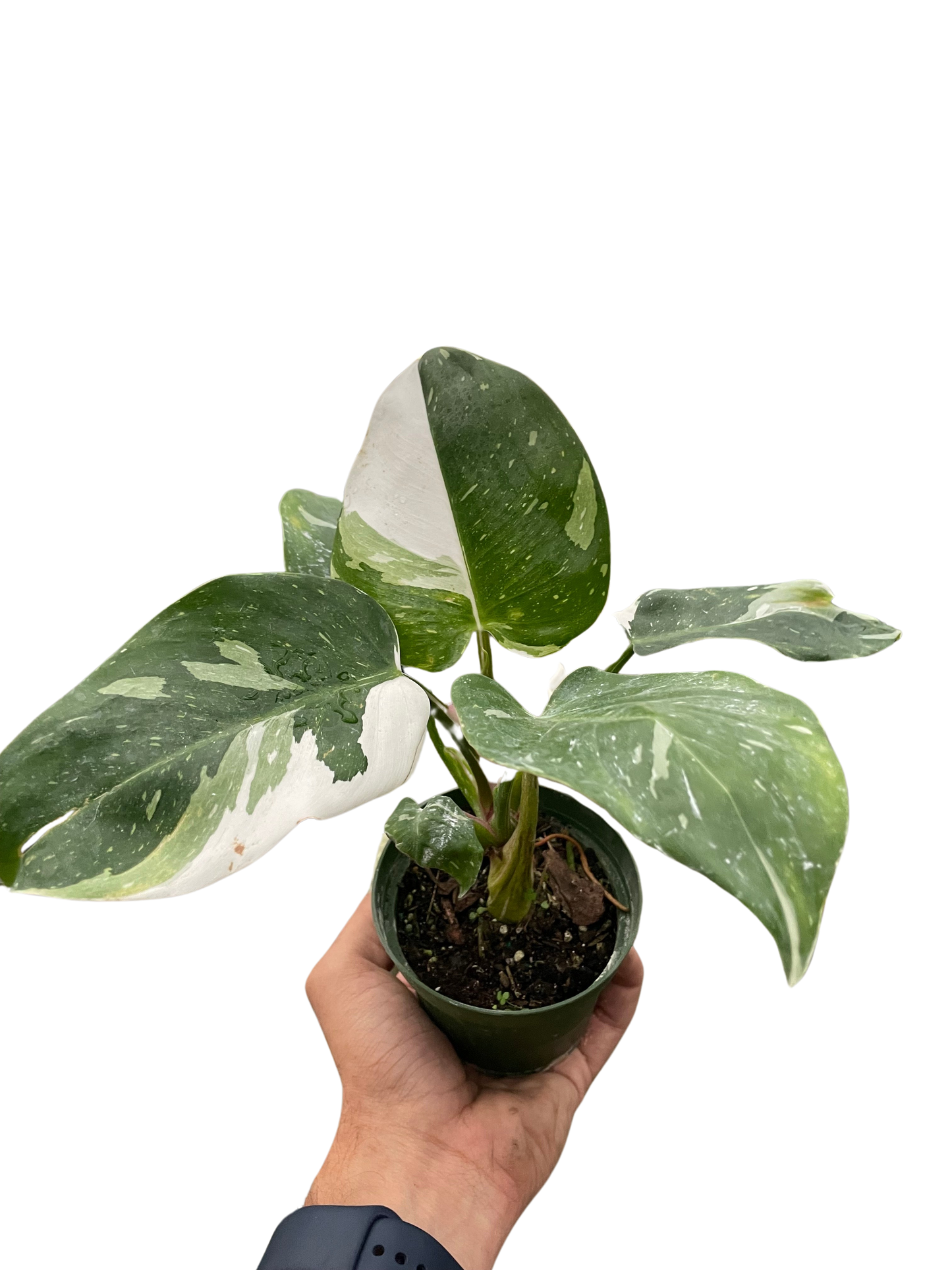 Philodendron 'White Princess'