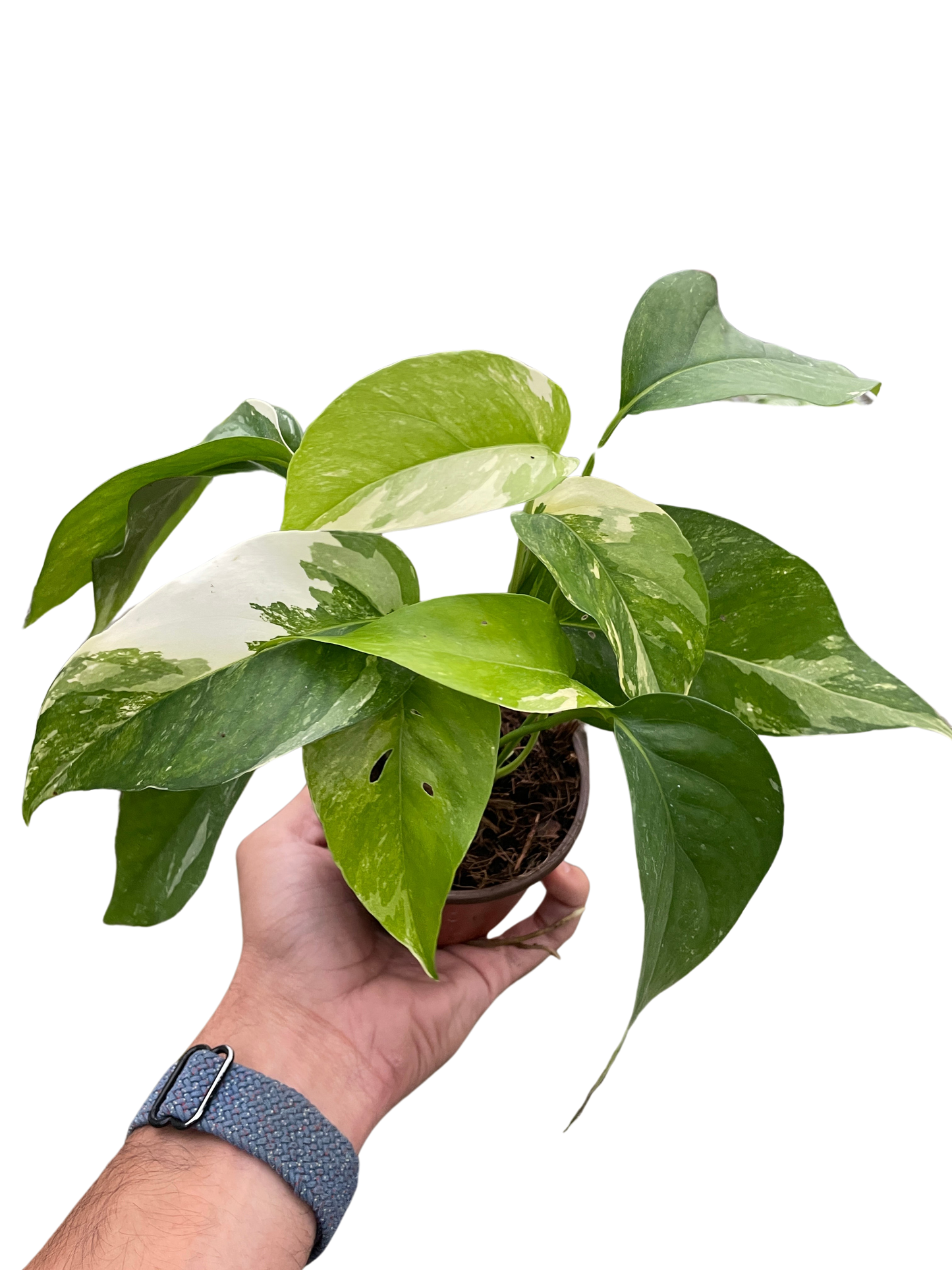 Pothos 'Albo Variegata'