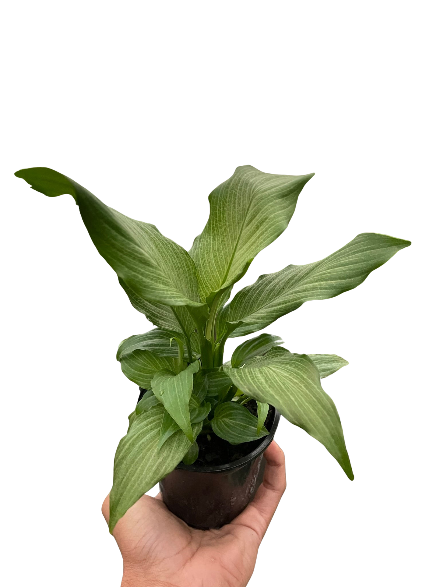 Spathiphyllum 'Platinum Mist'