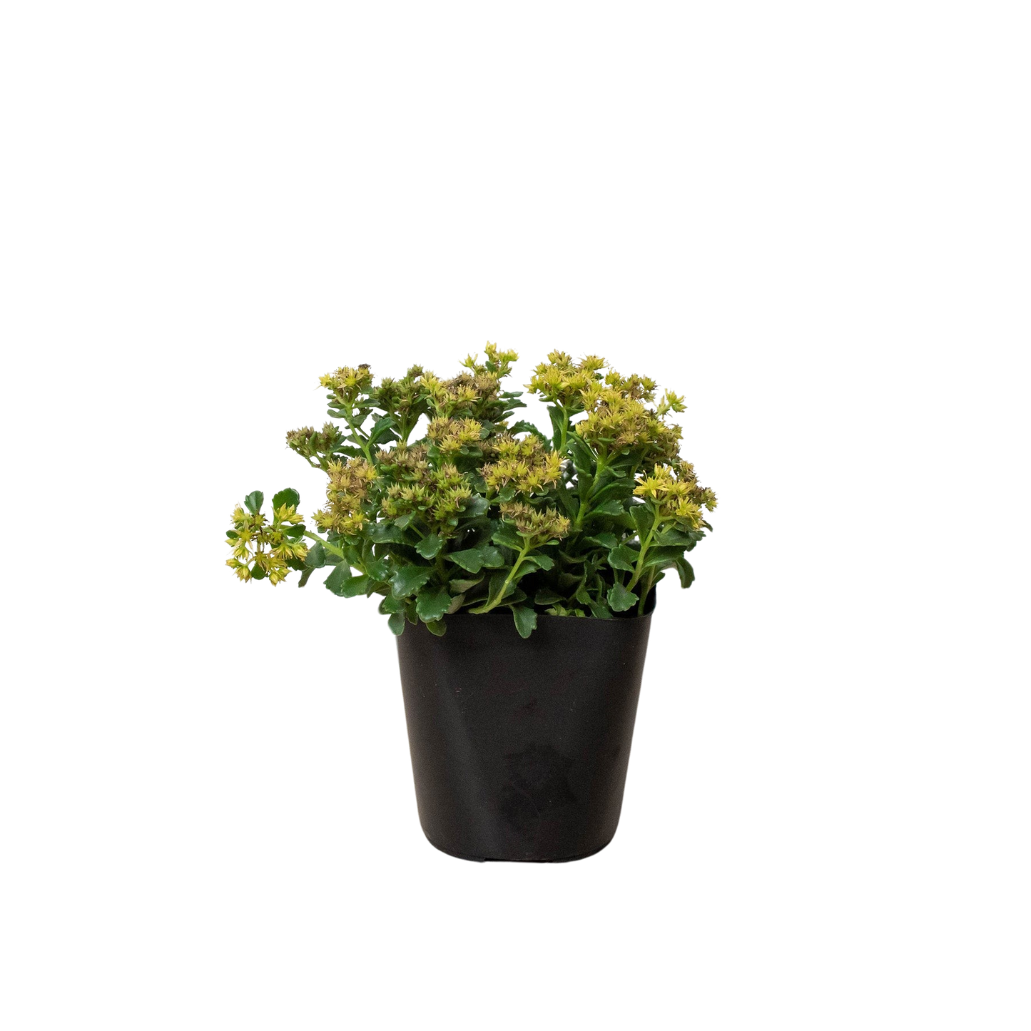 Sedum Little Miss Sunshine