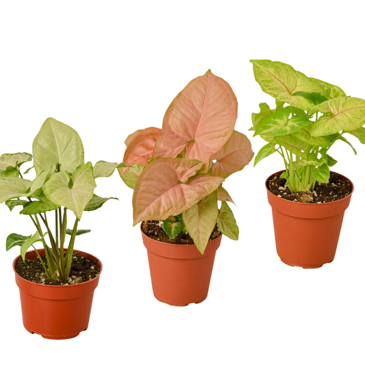 3 Different Syngonium Plants - Arrowhead Plants / 4" Pot / Live Plant