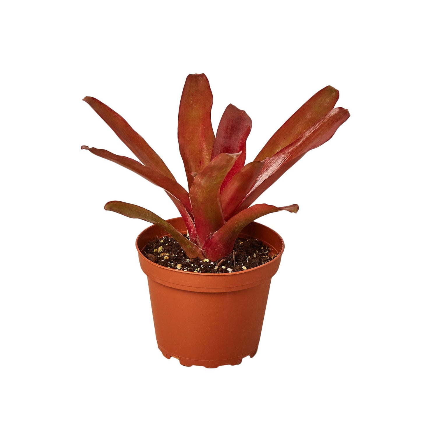 Bromeliad 'Fireball'