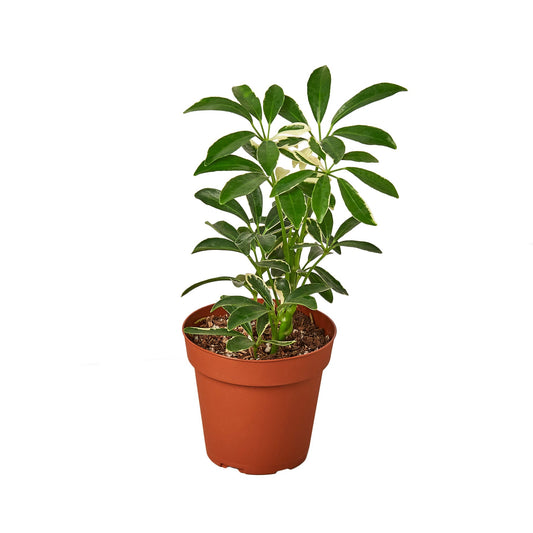 Schefflera Moonlight 'Umbrella Plant'