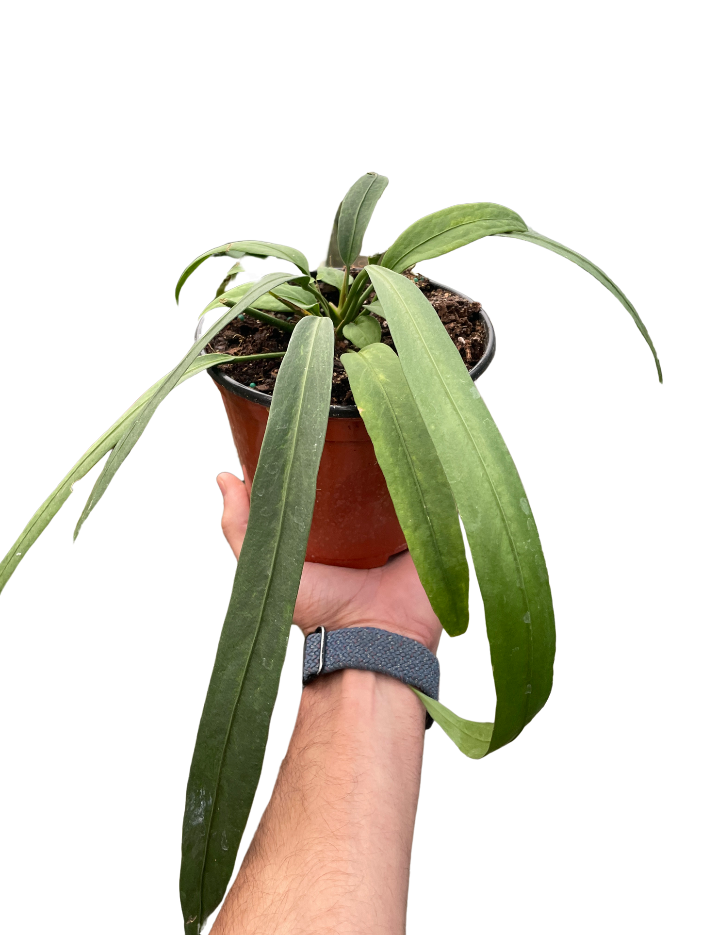 Anthurium 'Vittarifolium'