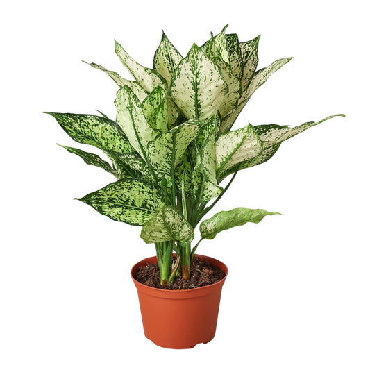 Chinese Evergreen 'First Diamond'