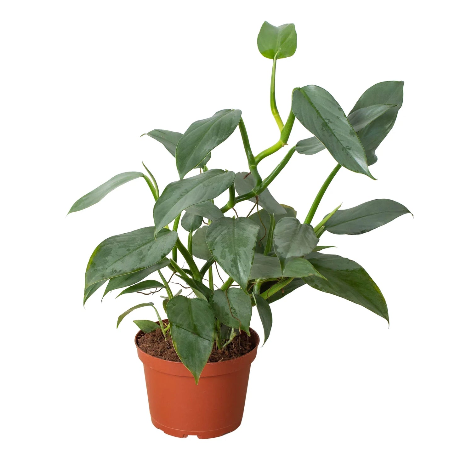 Philodendron 'Silver Sword'