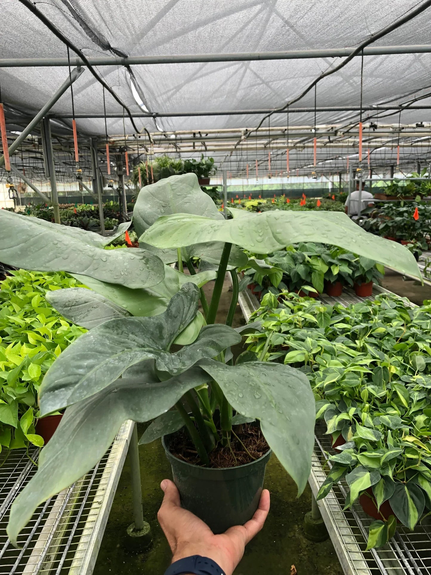 Philodendron 'Silver Sword'