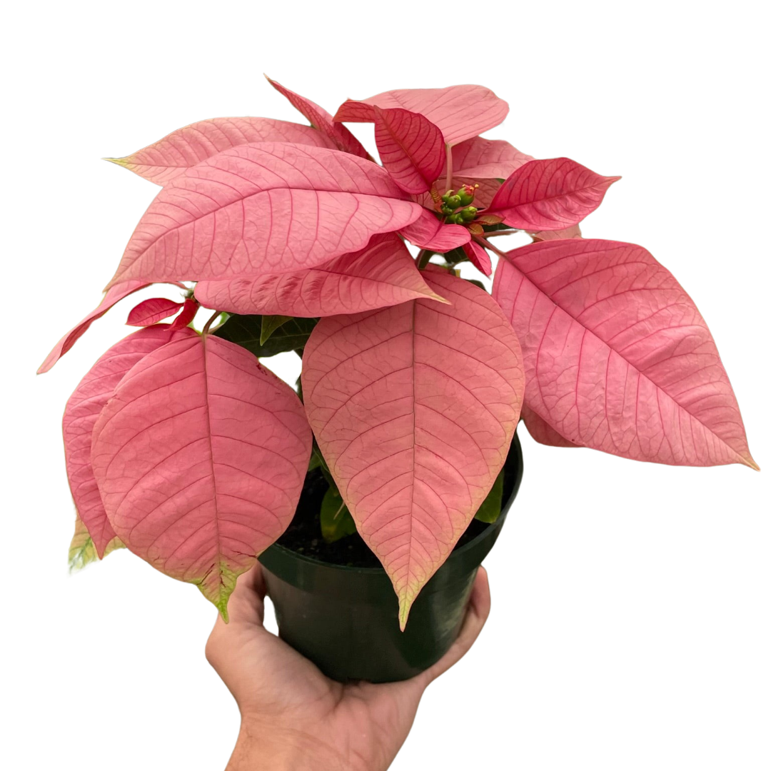 Poinsettia 'Pink'