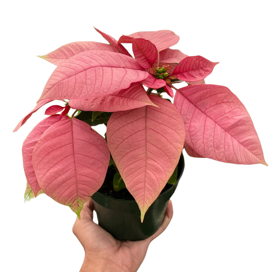 Poinsettia 'Pink'