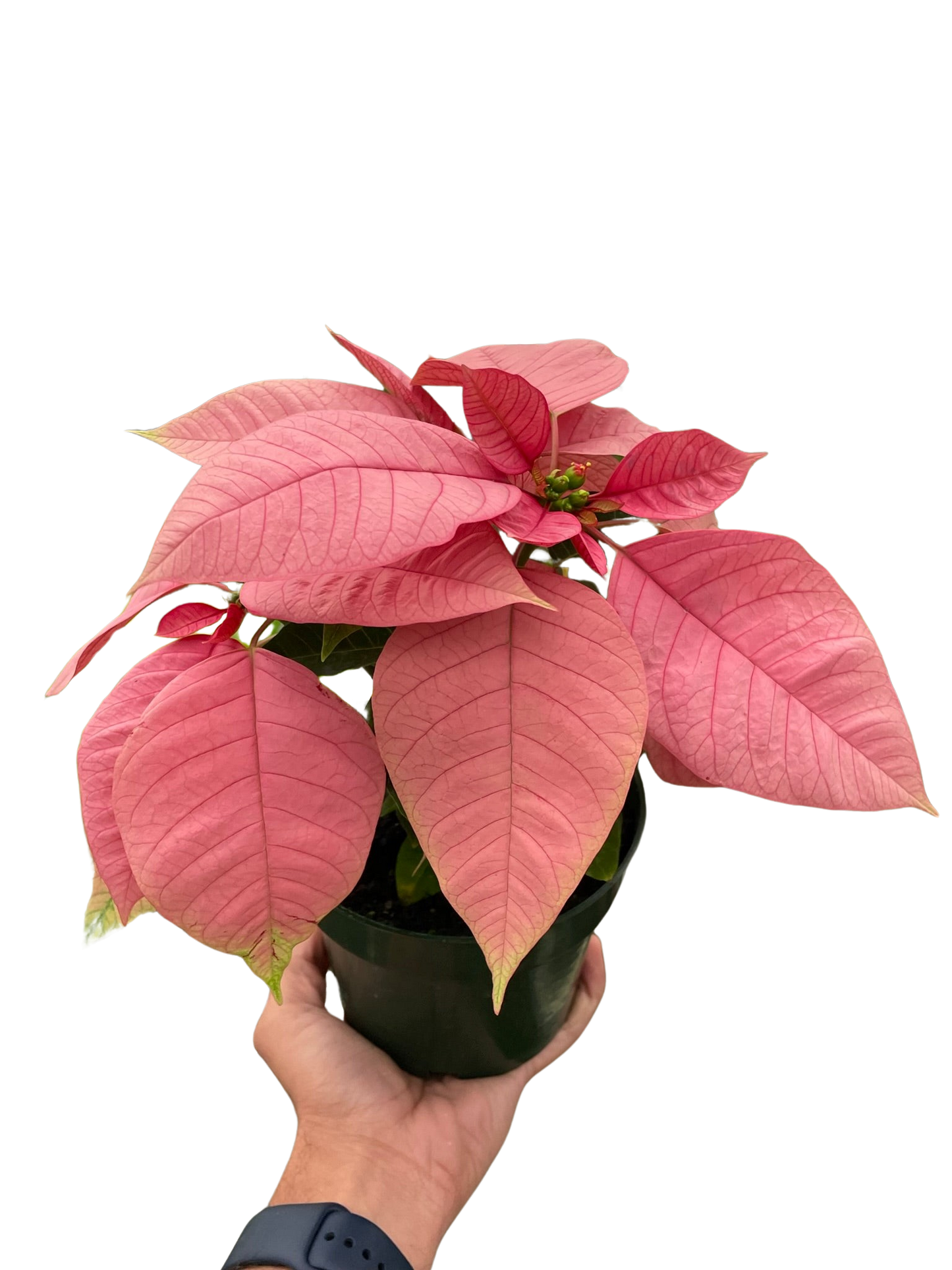 Poinsettia 'Pink'