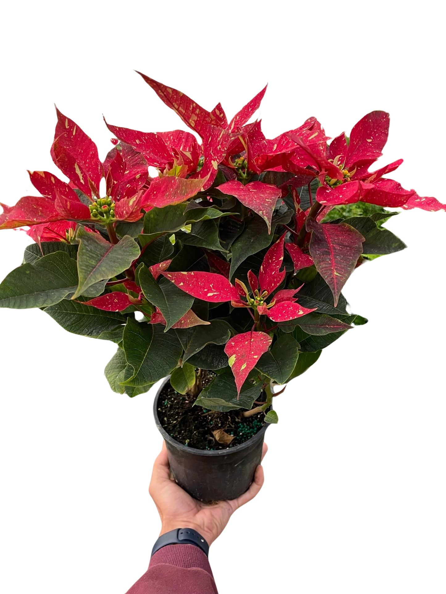 Poinsettia 'Red Glitter'