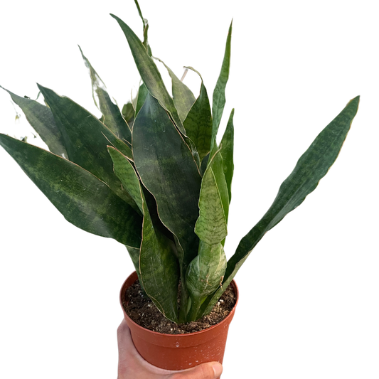 Snake Plant 'Jaboa'