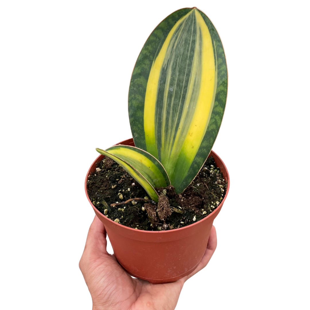 Variegated Shark Fin Snake Plant