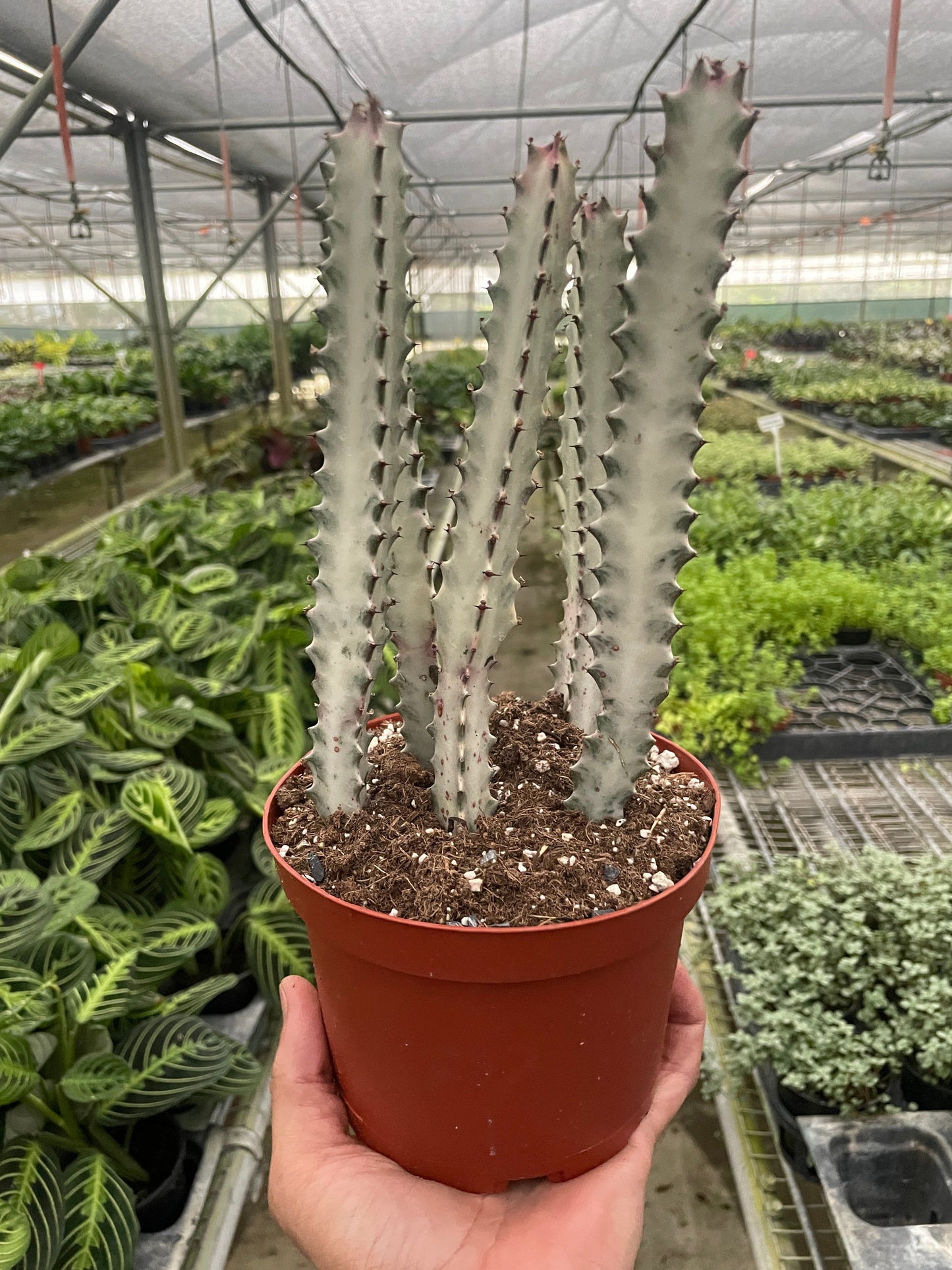 Succulent Euphorbia 'Dragon Bone'