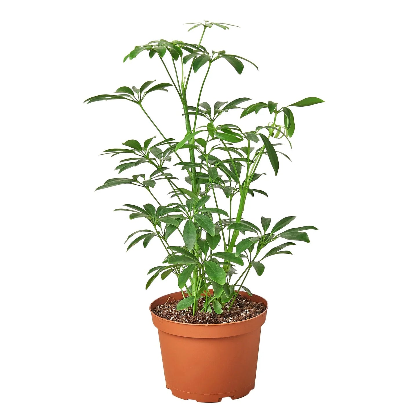 Schefflera Arboricola 'Umbrella'