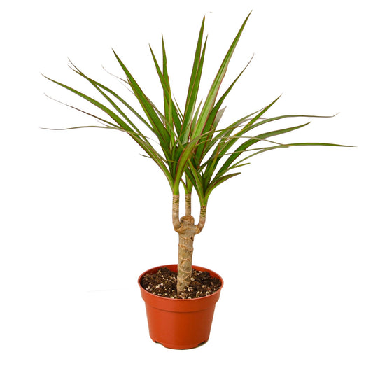 Dracaena Marginata Cane