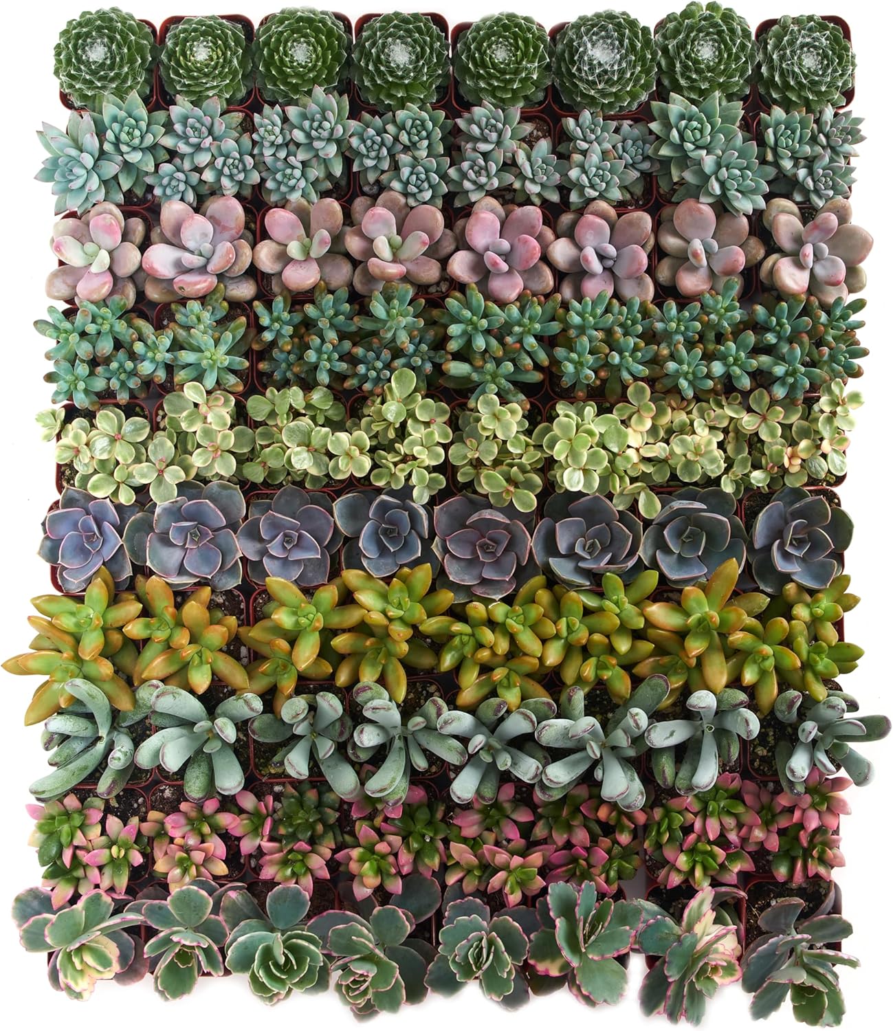 Assorted Succulent Variety