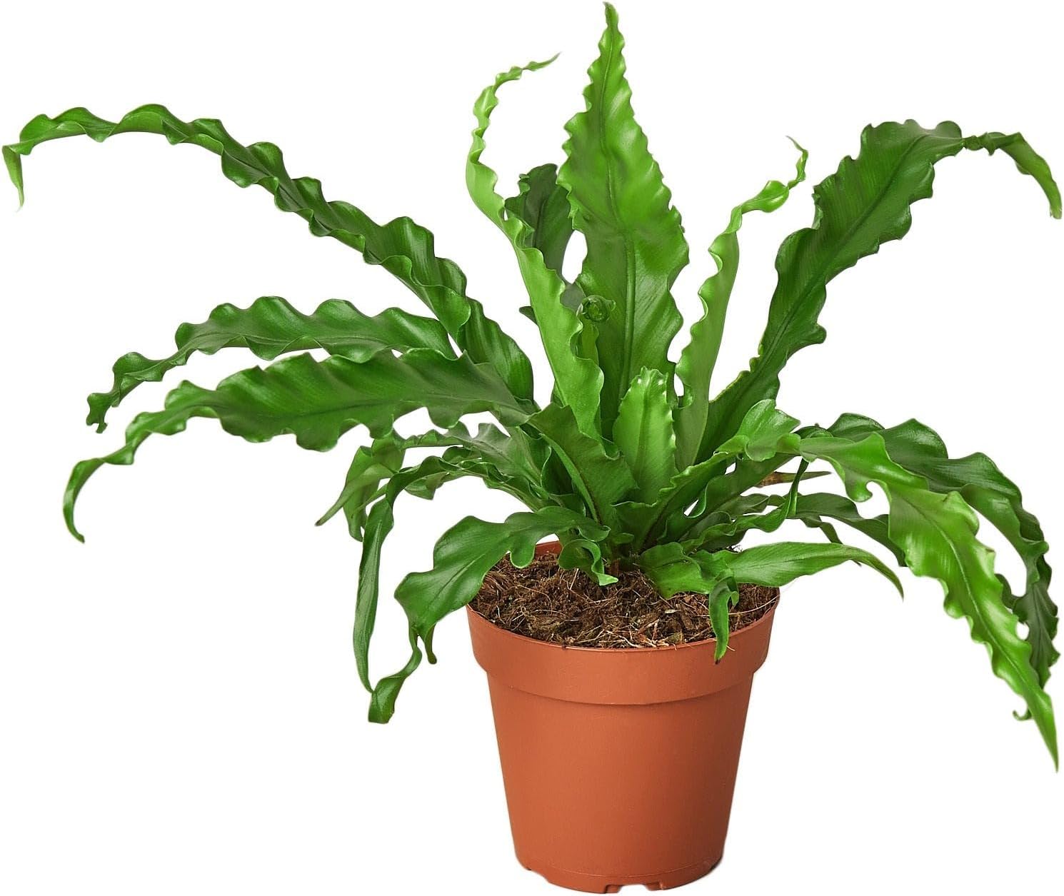 Bird S Nest Victoria Fern