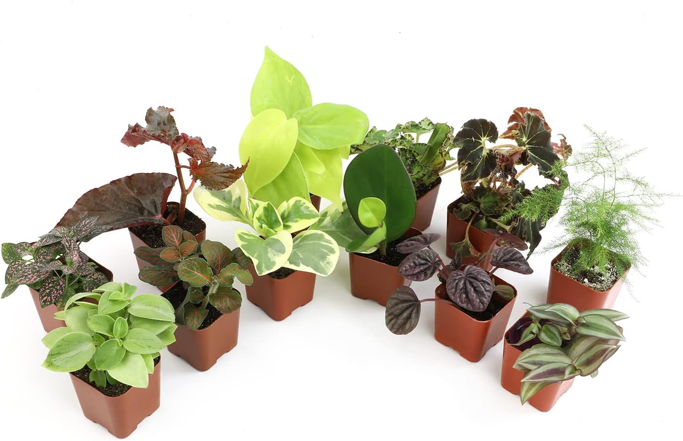 Rare Plant Bundle
