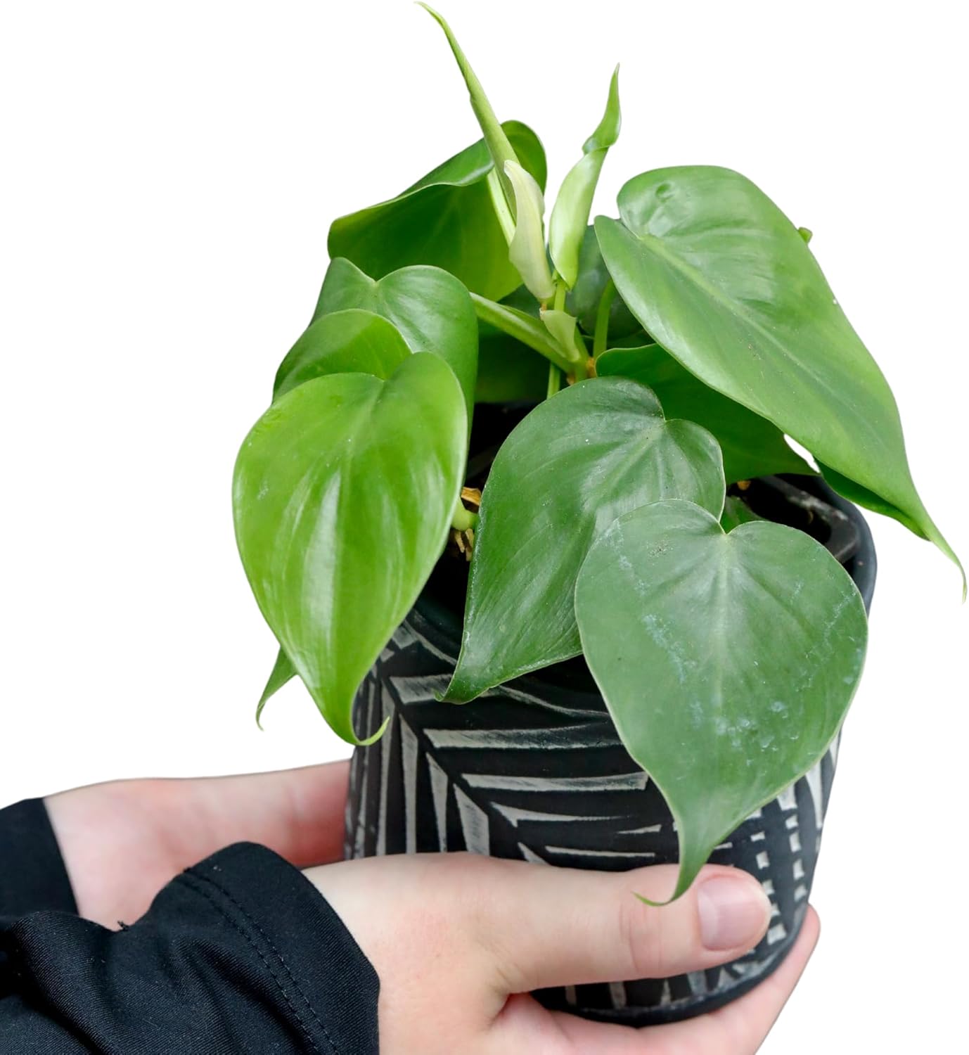 Philodendron Goeldii