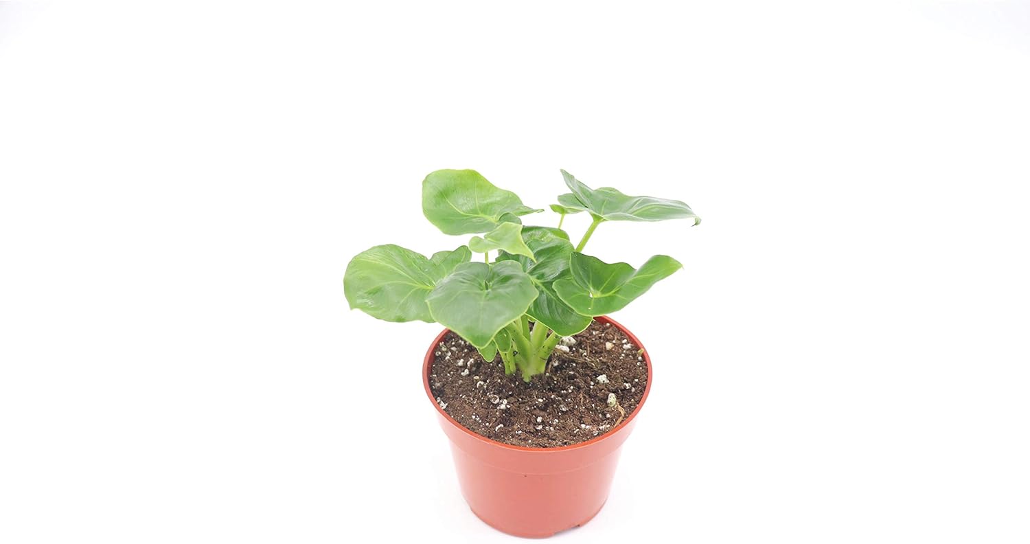 Philodendron Atom