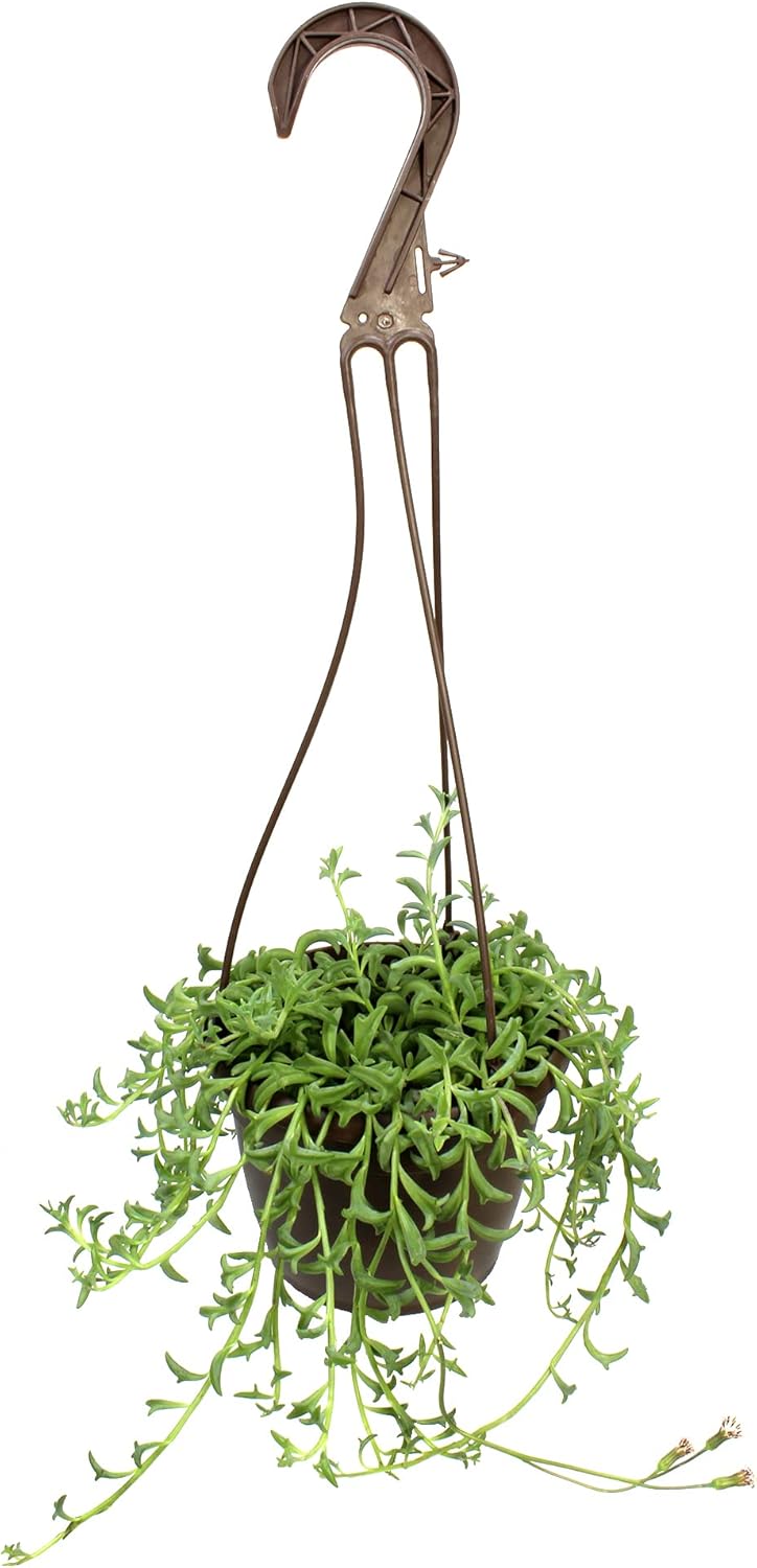 Succulent String Of Dolphins