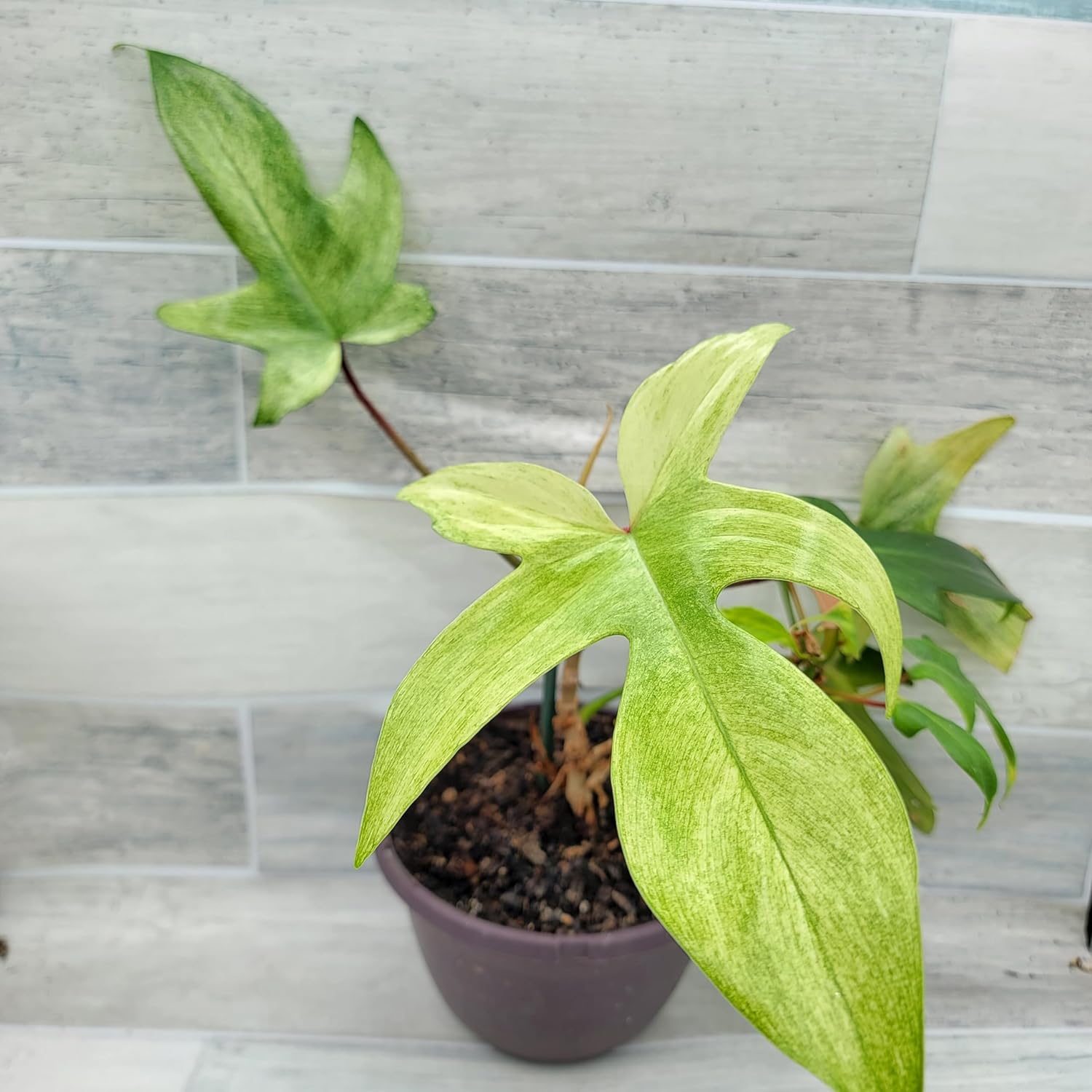 Philodendron Florida Bronze