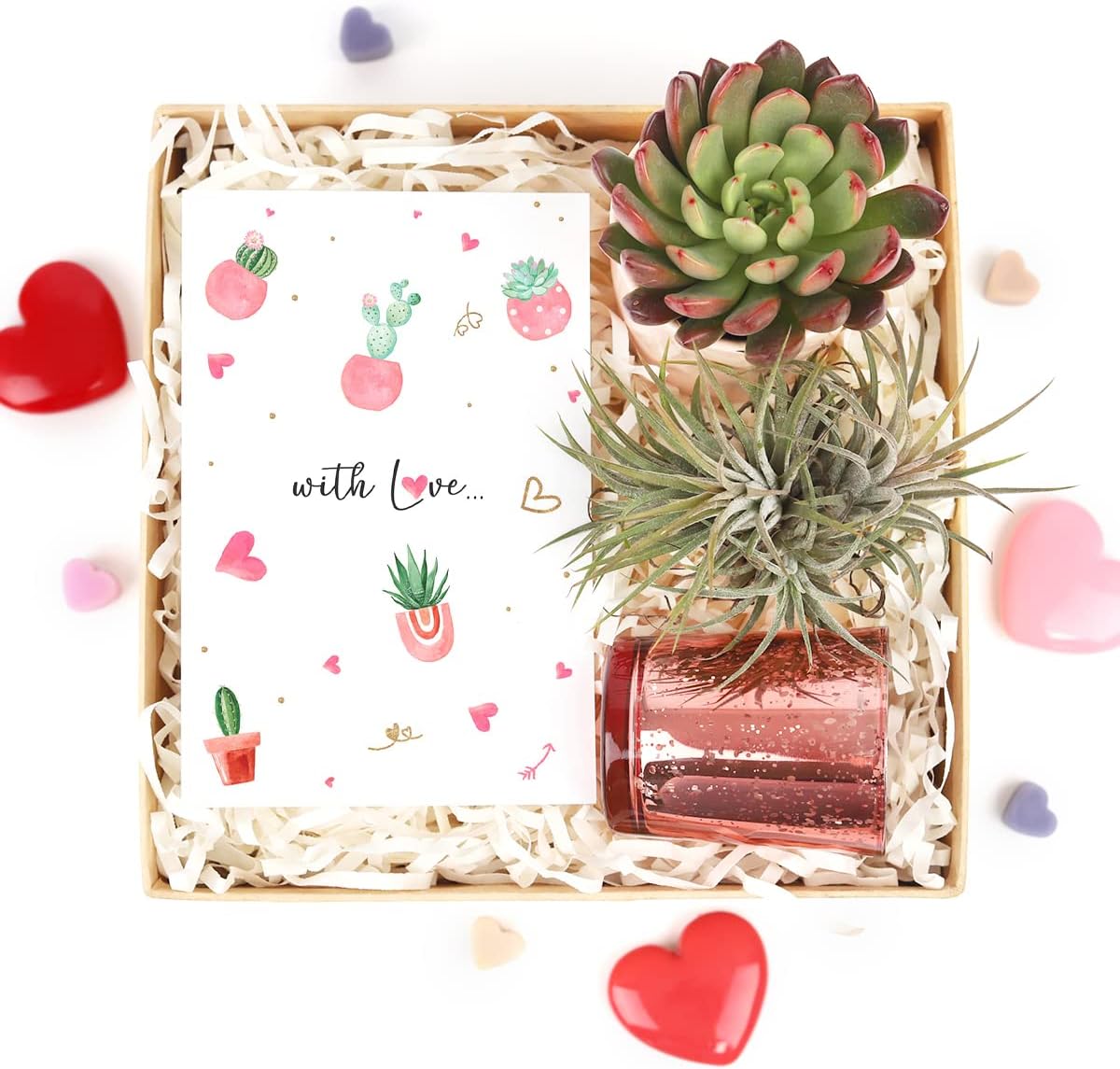 1 Succulent Monthly Subscription Box