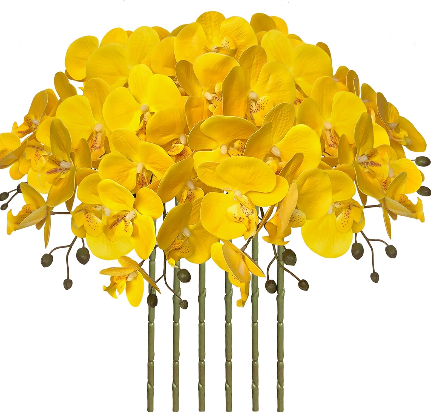 Orchid Yellow Phalaenopsis