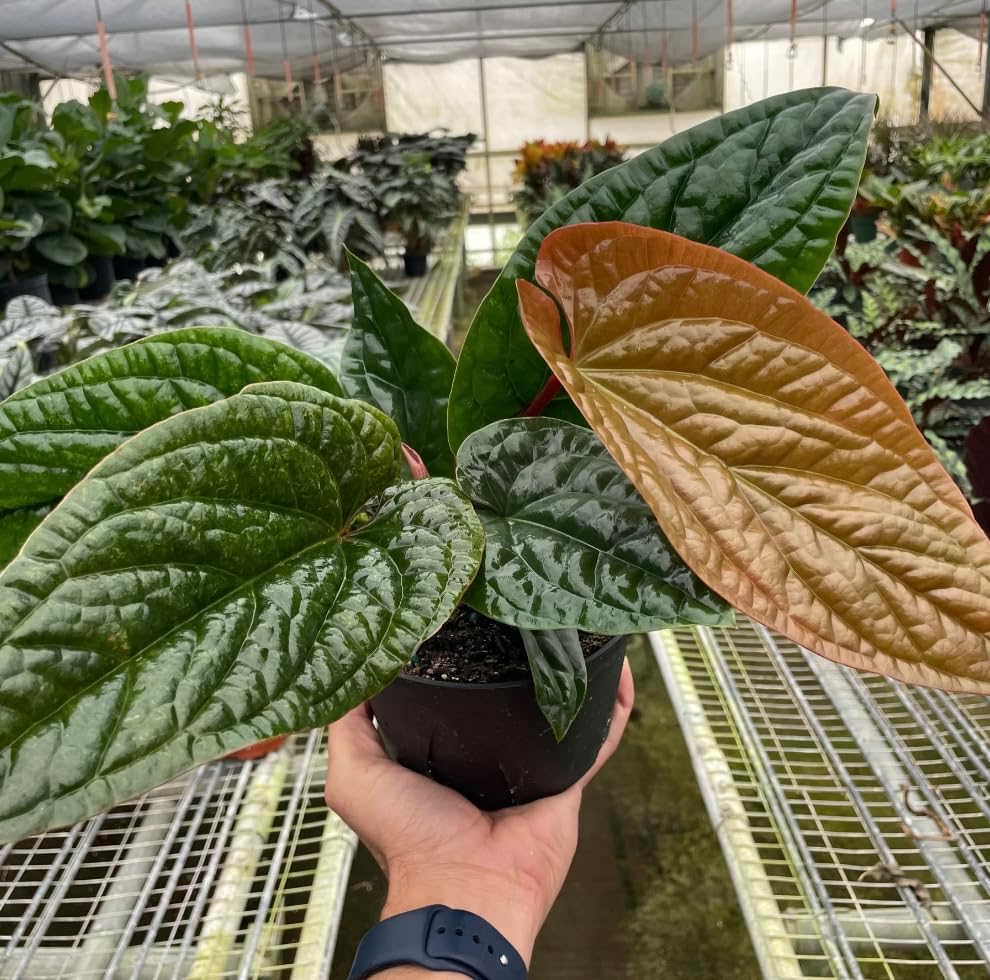 Anthurium Radicans X Luxurians