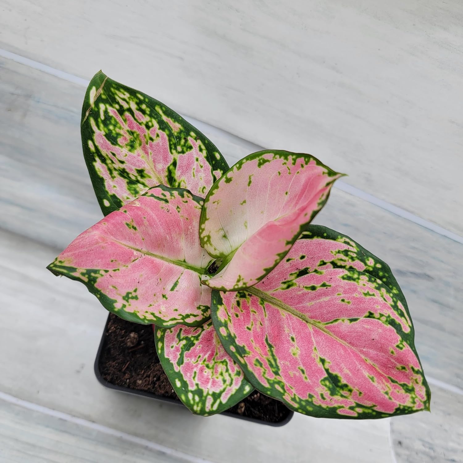 Chinese Evergreen Lady Valentine