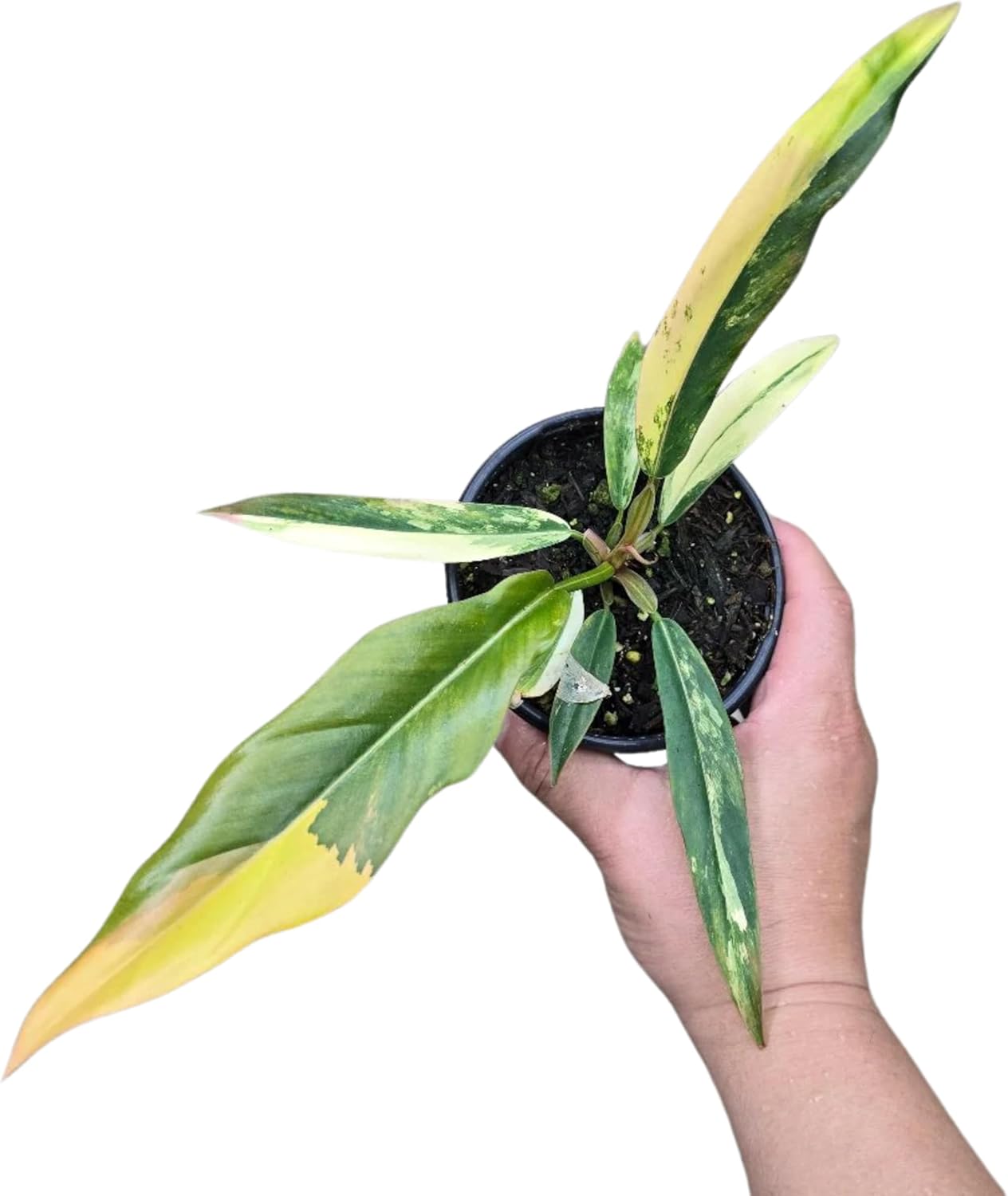 Philodendron Caramel Pluto