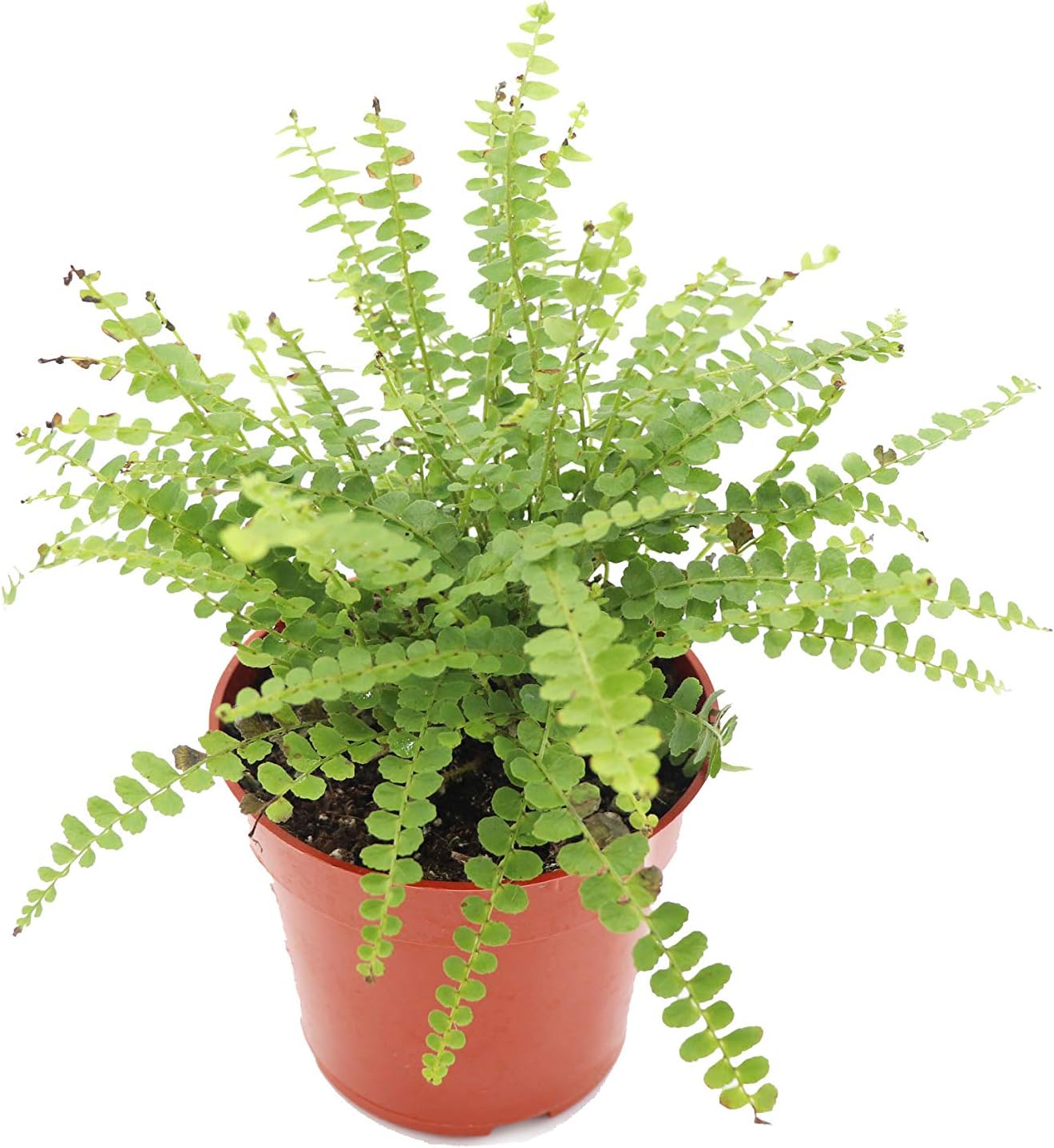 Fern Lemon Button