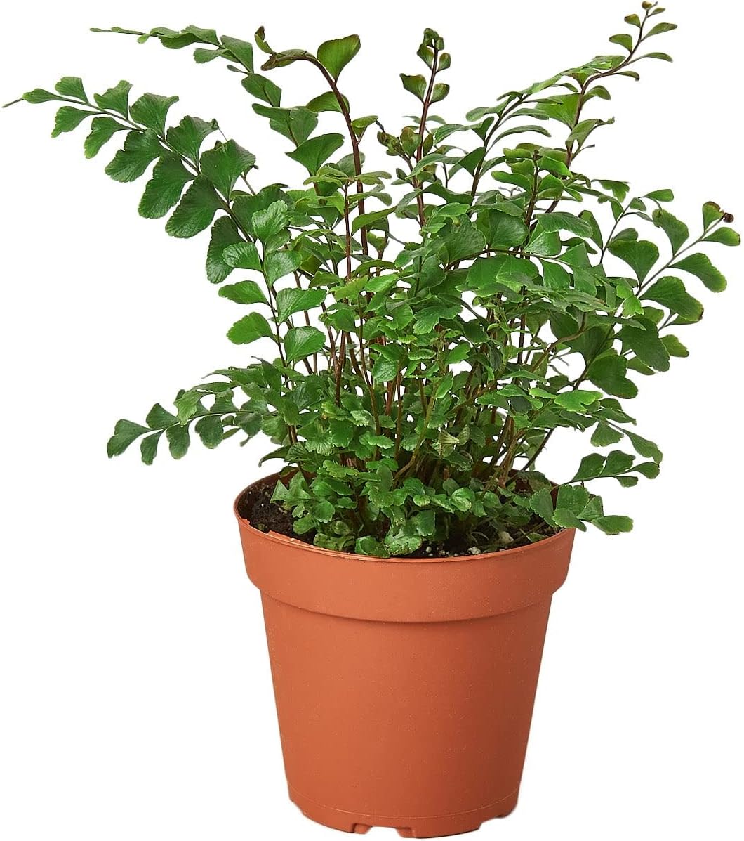 Mahogany Fern
