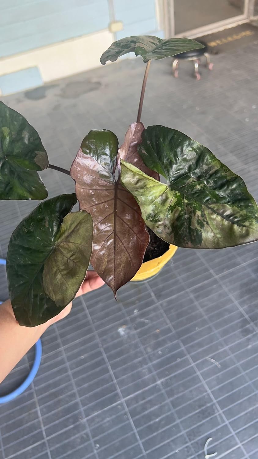 Alocasia Serendipity