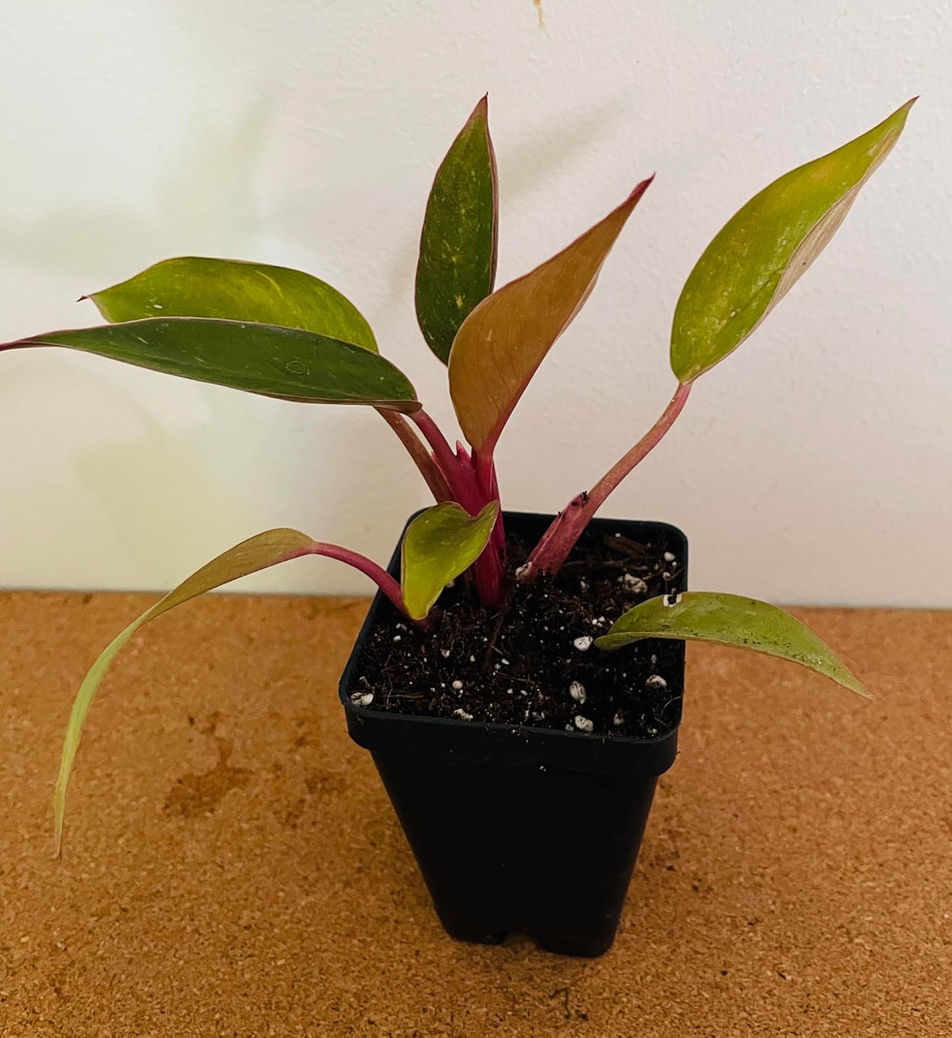 Philodendron Birkin Pink